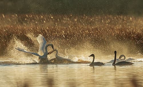 USA-Oregon-Malheur National Wildlife Refuge-trumpeter swans-territory dispute Places Print